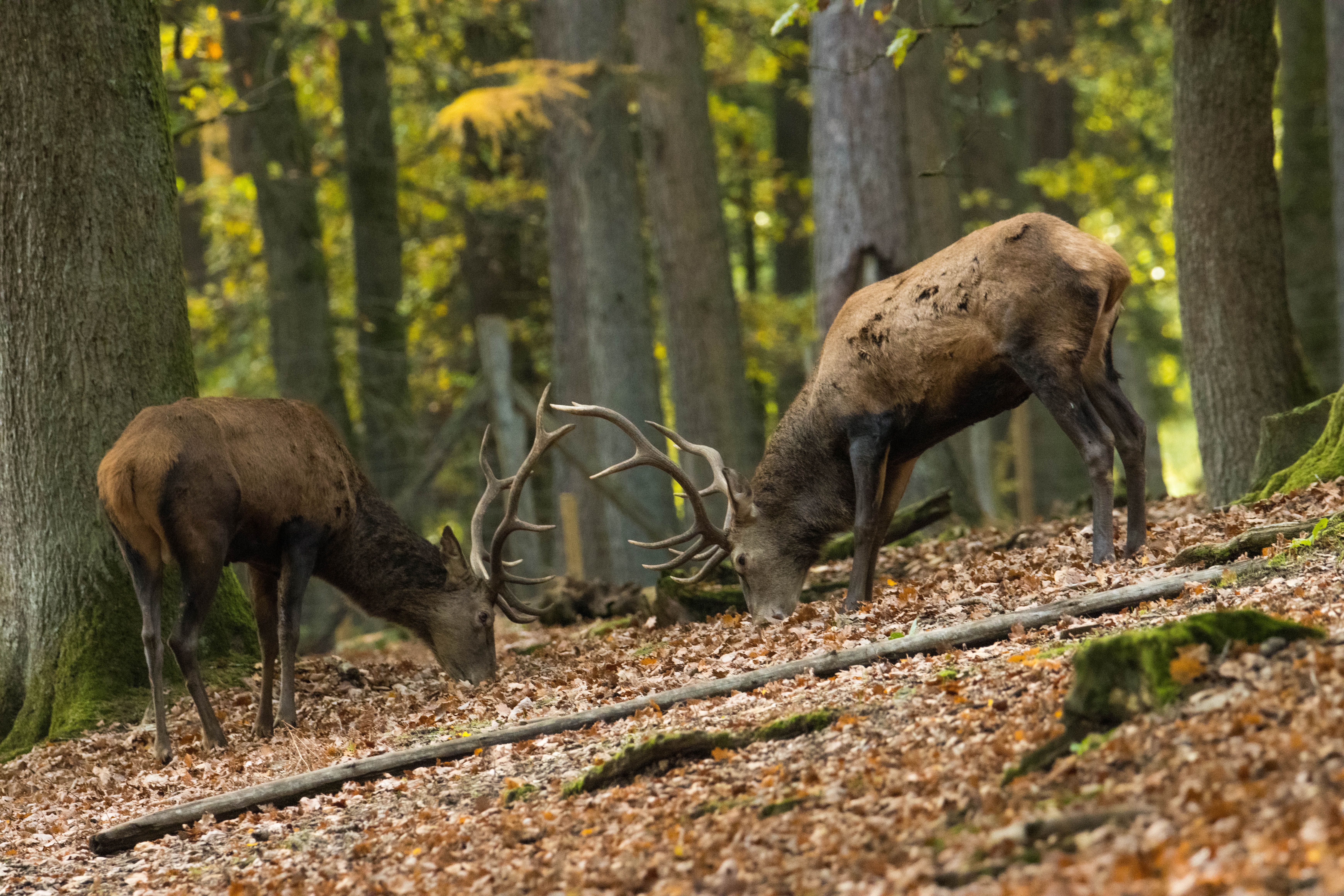 Cerf élaphe-_MG_3932.jpg